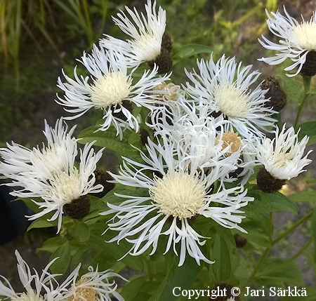 Centaurea phrygia f. albiflora, nurmikaunokki